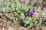 Lathyrus subspecies pubescens