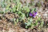 Lathyrus japonicus subspecies pubescens. Цветущее растение. Карелия, Лоухский р-н, окр. пос. Чкаловский, берег Белого моря, приморский луг. 12.06.2020.