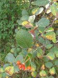 Sorbus taurica. Ветвь с плодами. Крым, Ай-Петринская яйла. 25 сентября 2010 г.