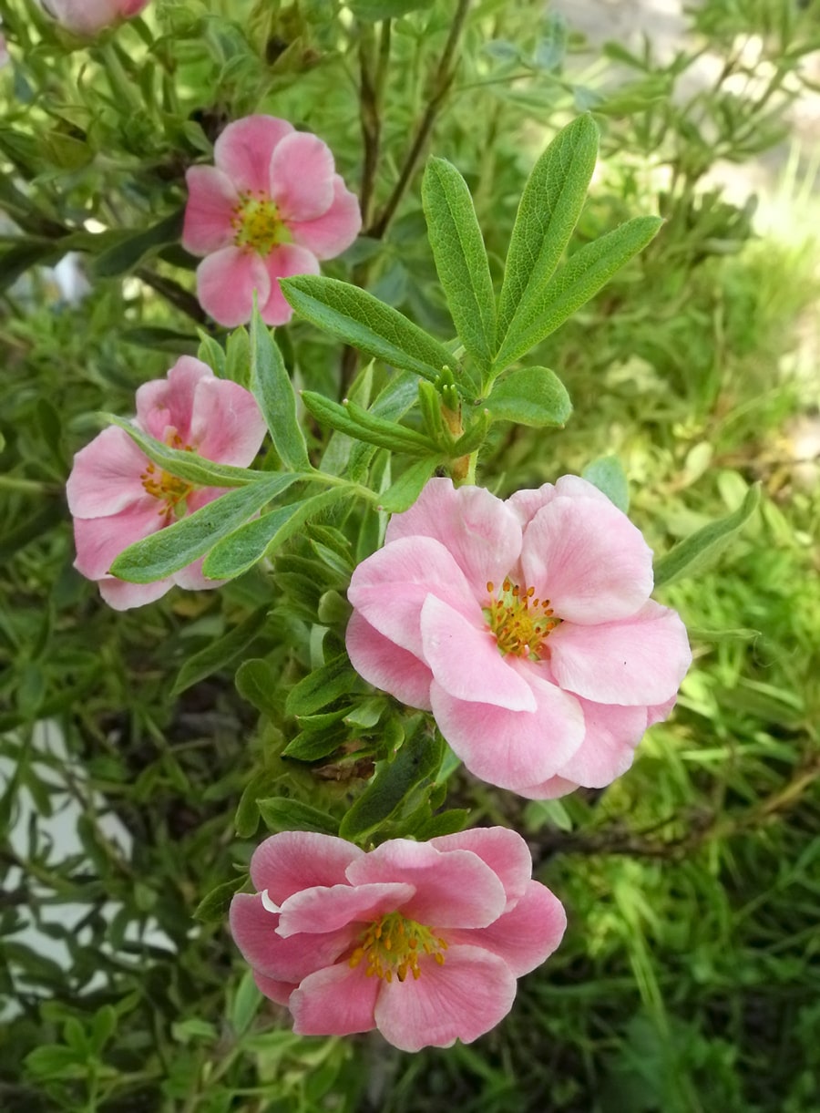 Изображение особи Dasiphora fruticosa.