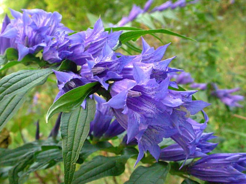 Image of Gentiana asclepiadea specimen.