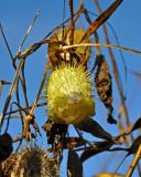 Echinocystis lobata. Раскрывшийся плод. Московская обл., гор. округ Солнечногорск, долина р. Горетовка, прибрежный ивняк. 25.10.2020.