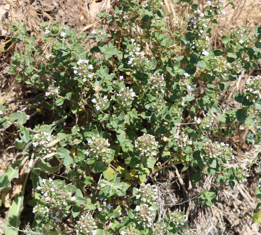 Изображение особи Thymus transcaucasicus.