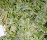 Conocephalum conicum
