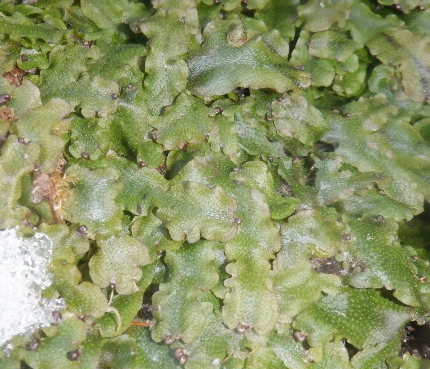 Image of Conocephalum conicum specimen.