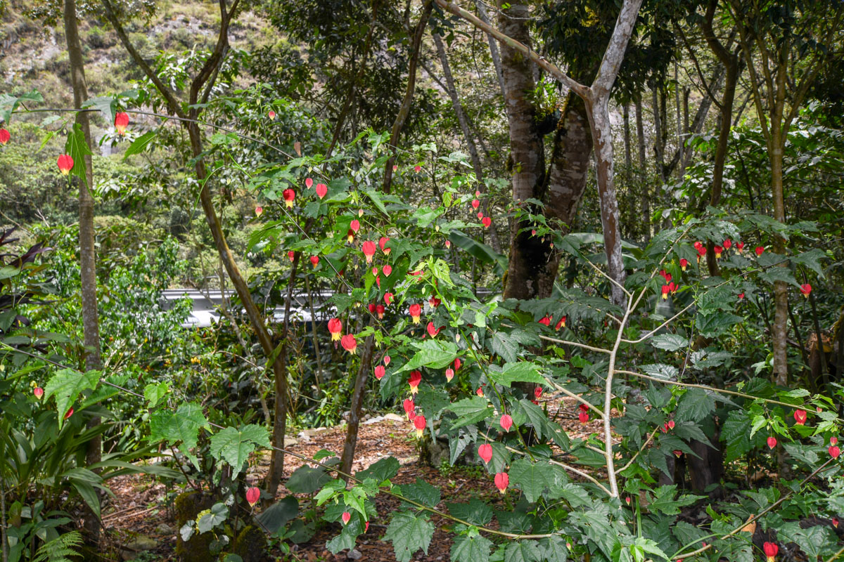 Image of Abutilon megapotamicum specimen.
