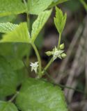 Rubus saxatilis. Часть веточки с цветками и бутонами. Пермский край, г. Пермь, Кировский р-н, мкр. Берёзовая Роща, берег противопожарного канала. 23.05.2021.