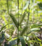 Carex rhynchophysa