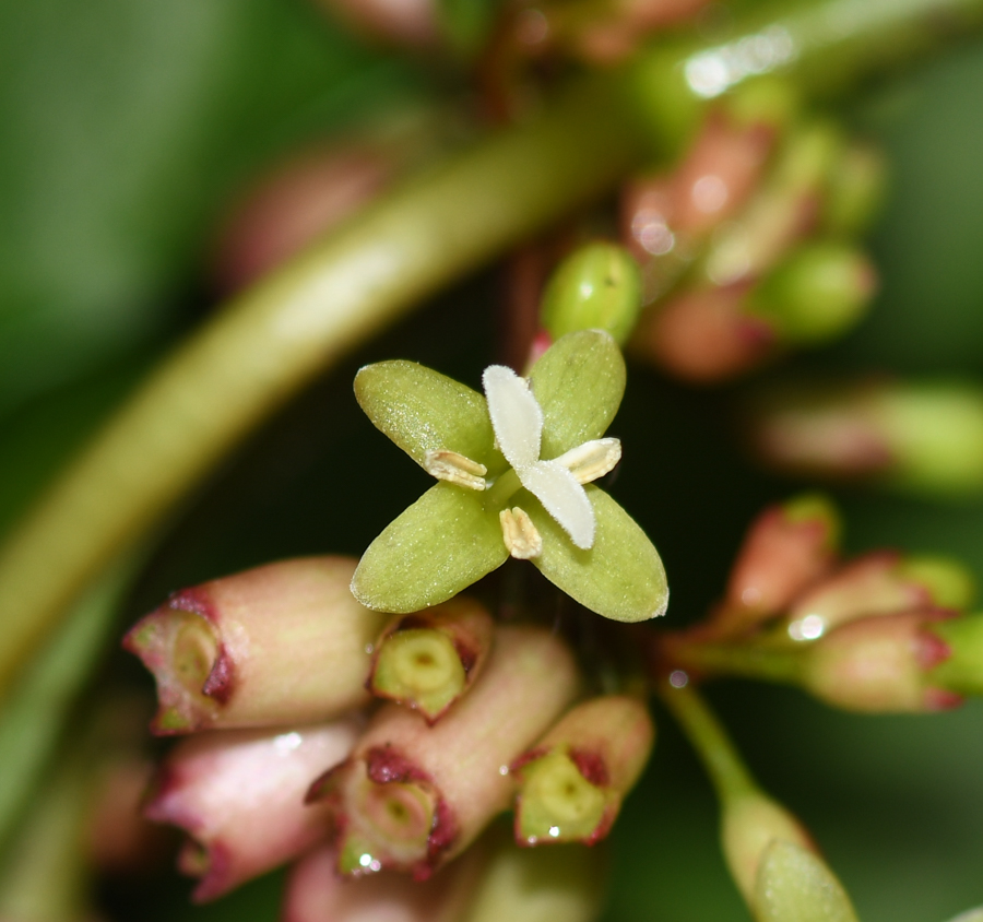 Изображение особи Hoffmannia obovata.