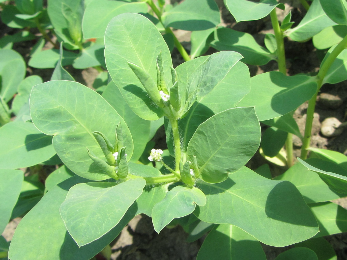 Image of genus Euphorbia specimen.