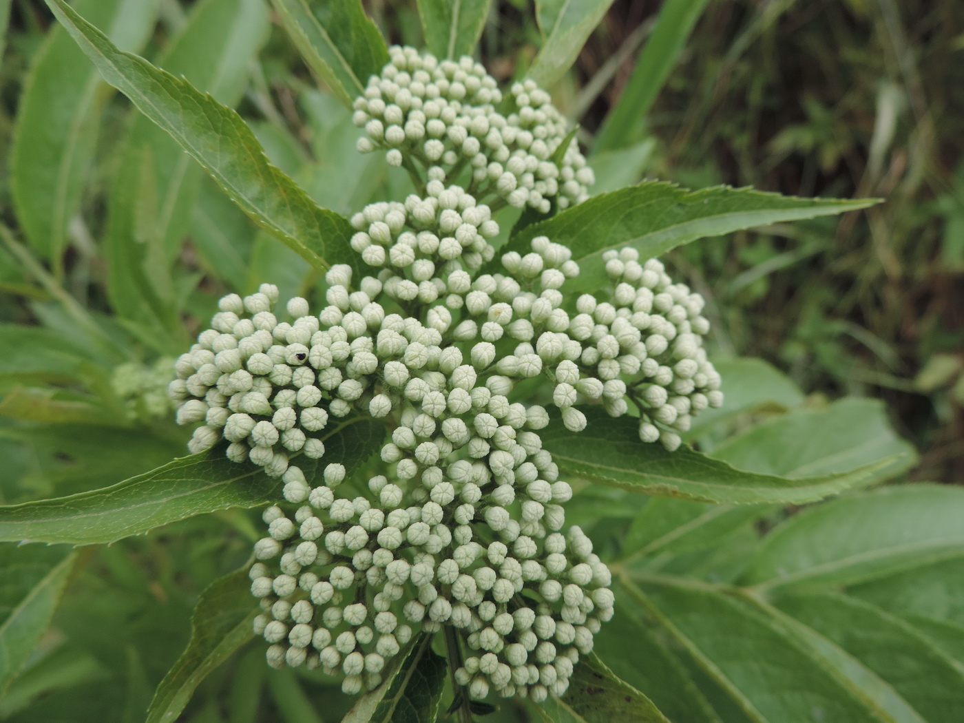 Изображение особи Sambucus ebulus.