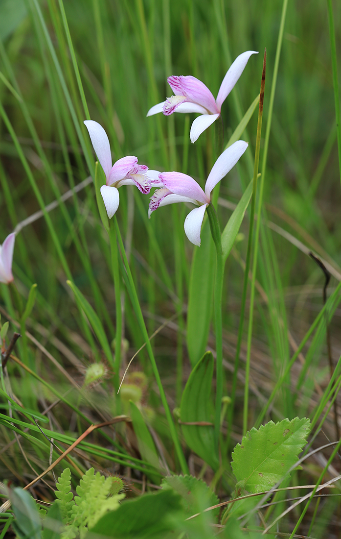 Image of Pogonia japonica specimen.