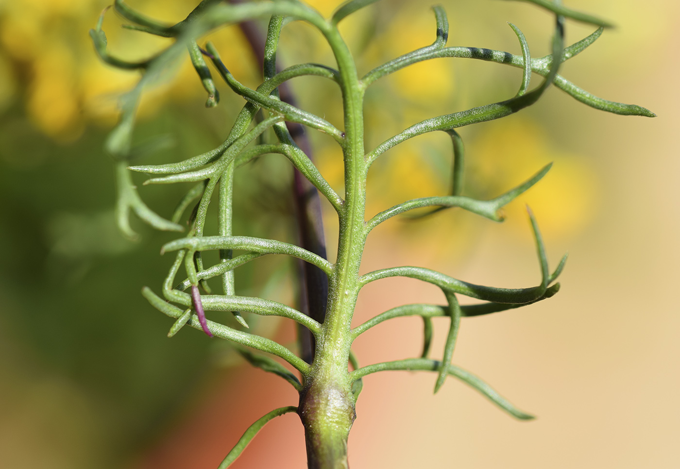 Изображение особи Senecio adonidifolius.