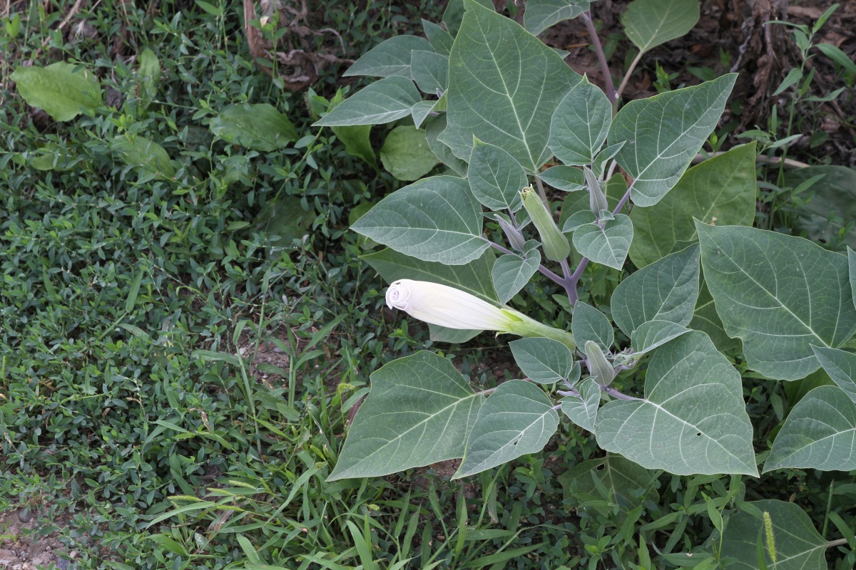 Изображение особи Datura innoxia.