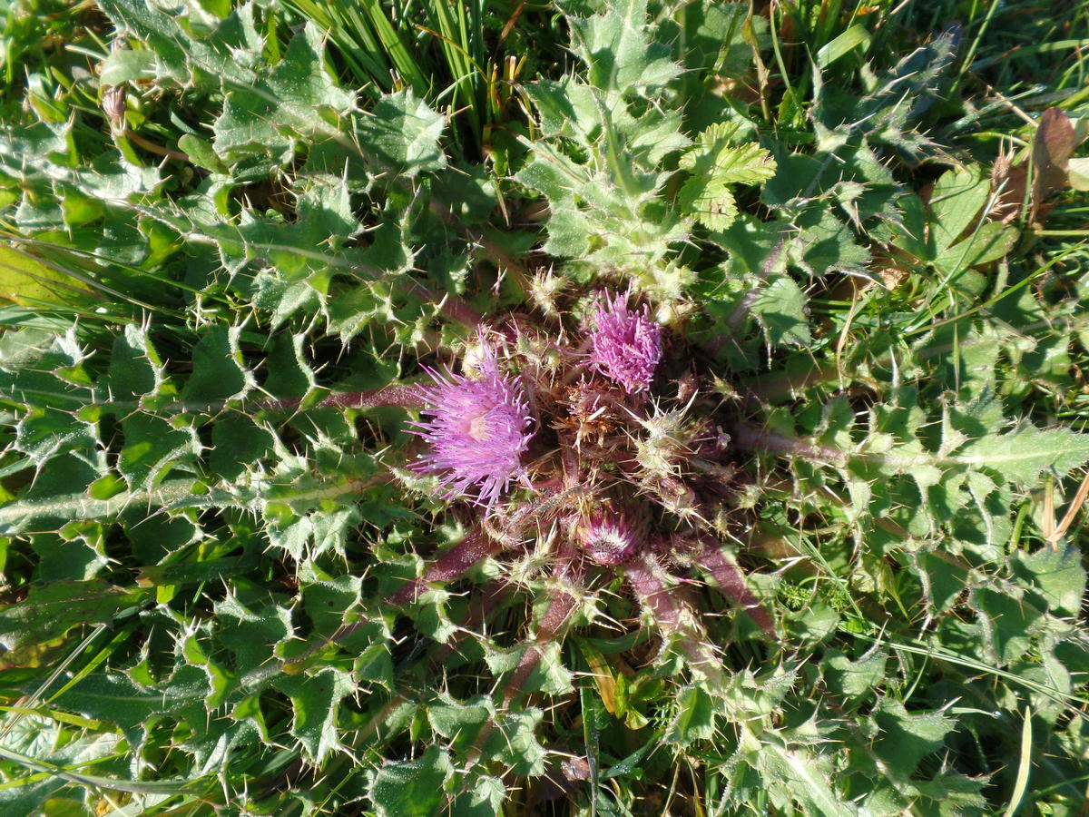 Изображение особи Cirsium esculentum.