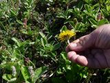 Taraxacum acricorne