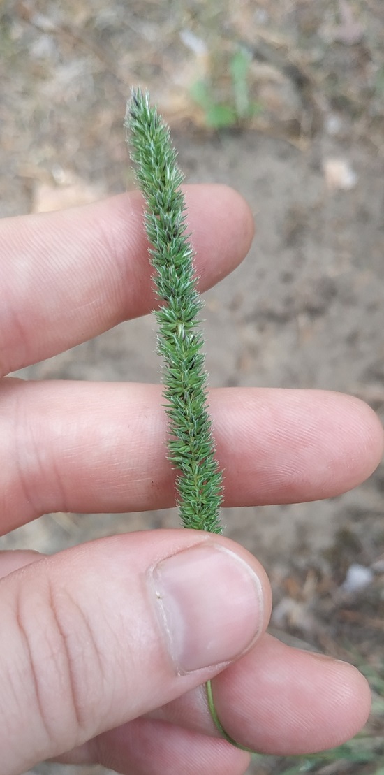 Изображение особи Phleum phleoides.