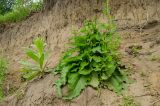 Phlomoides tuberosa. Растение с развивающимися соцветиями в сообществе с вегетирующим Verbascum thapsus, цветущим Rorippa и бутонизирующим Scrophularia (его побег виден среди листьев Phlomoides tuberosa справа). Свердловская обл., Красноуфимский округ, Усть-Машский сельский совет, окр. дер. Русский Усть-Маш, обрывистый берег р. Уфа. 13 июня 2021 г.