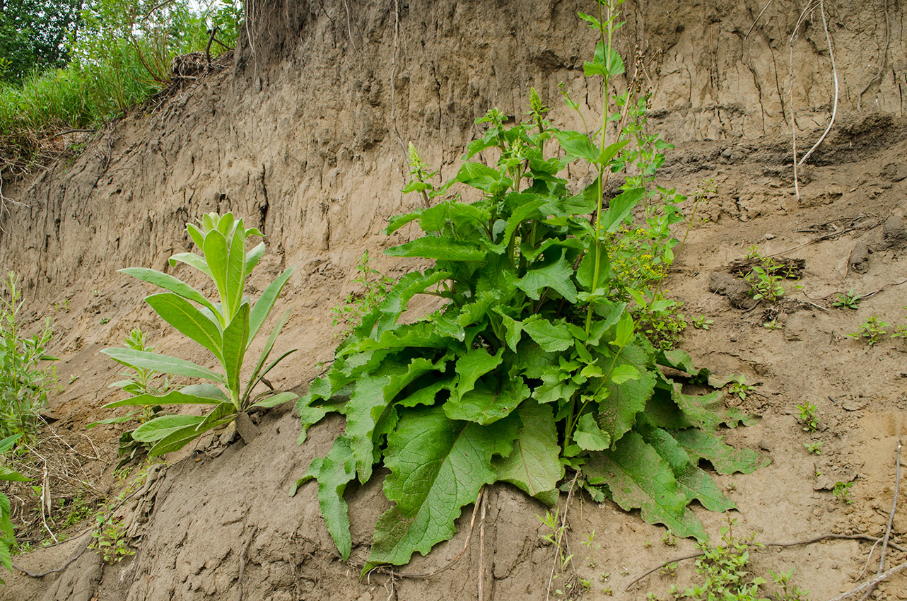 Изображение особи Phlomoides tuberosa.