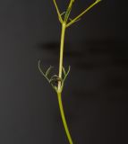 Bilacunaria boissieri