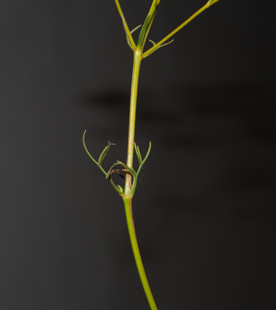 Image of Bilacunaria boissieri specimen.