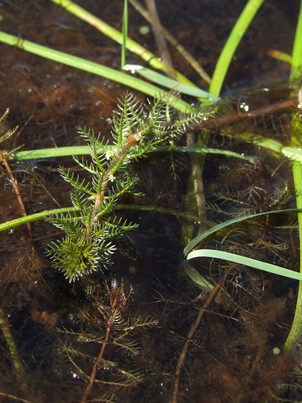 Изображение особи Myriophyllum verticillatum.