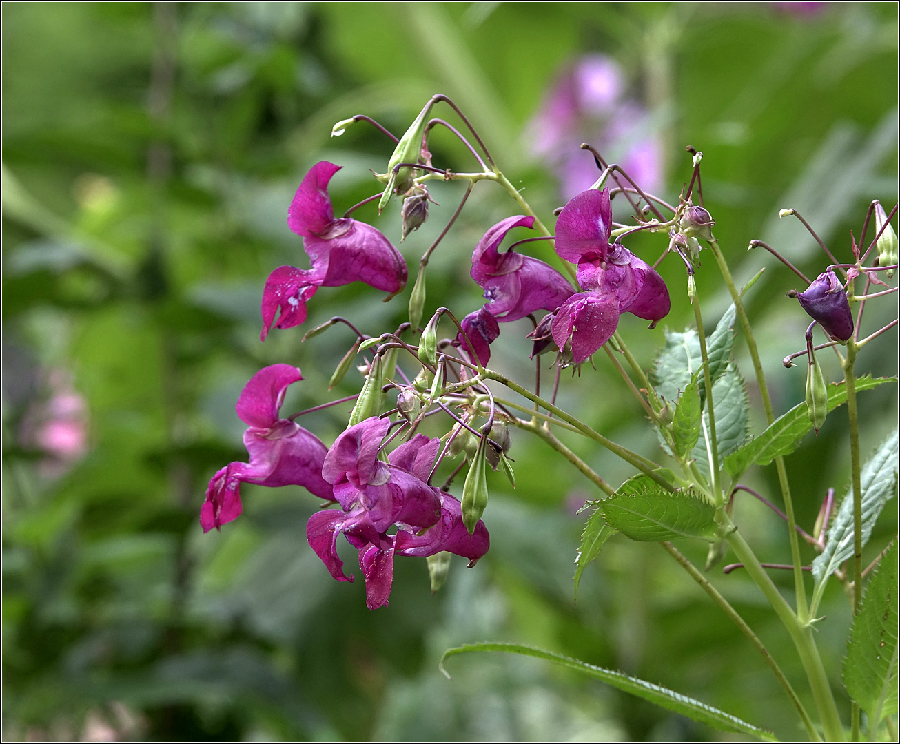 Image of Impatiens glandulifera specimen.