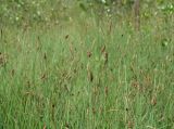 Carex limosa