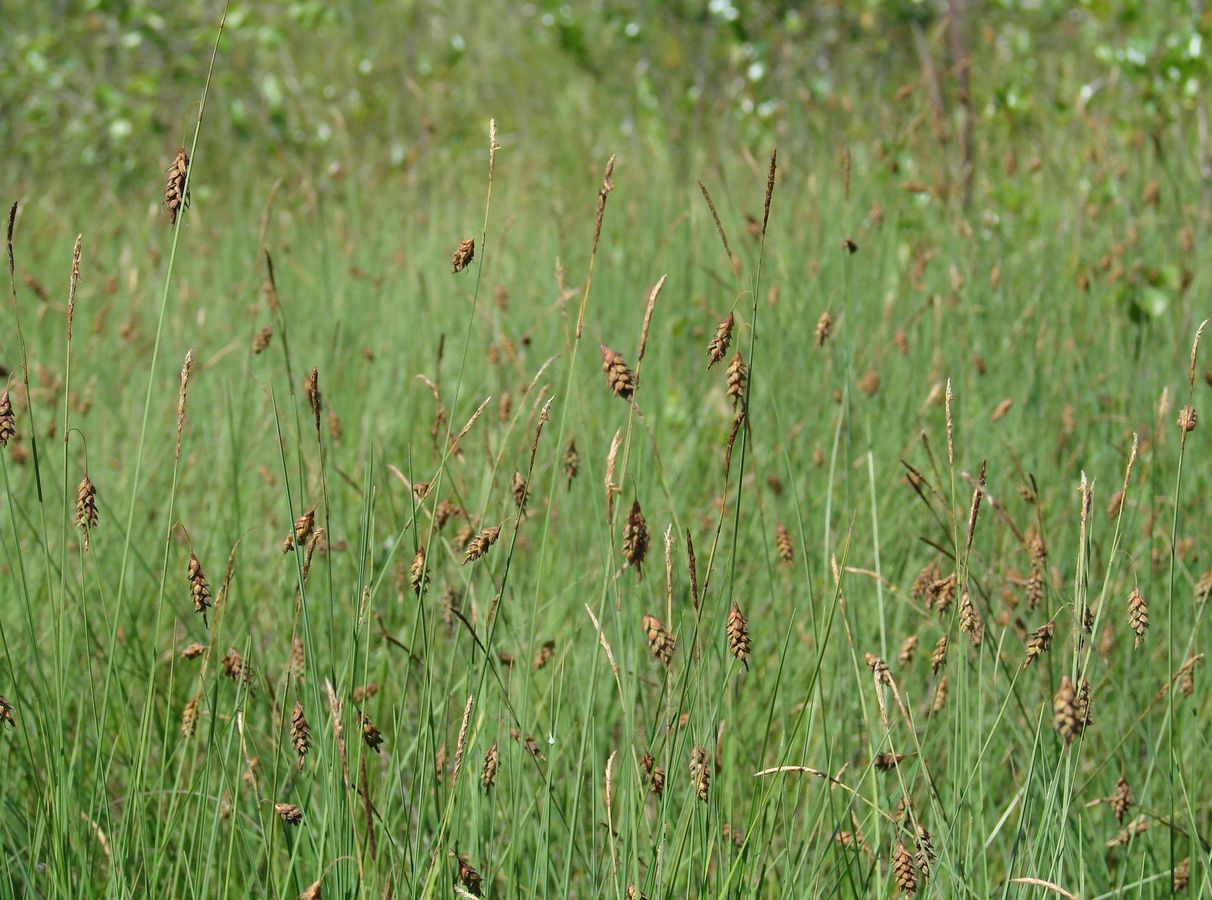 Изображение особи Carex limosa.