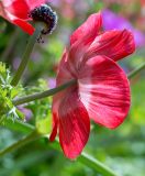 Anemone coronaria