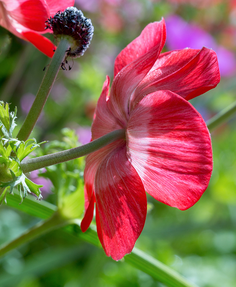 Изображение особи Anemone coronaria.