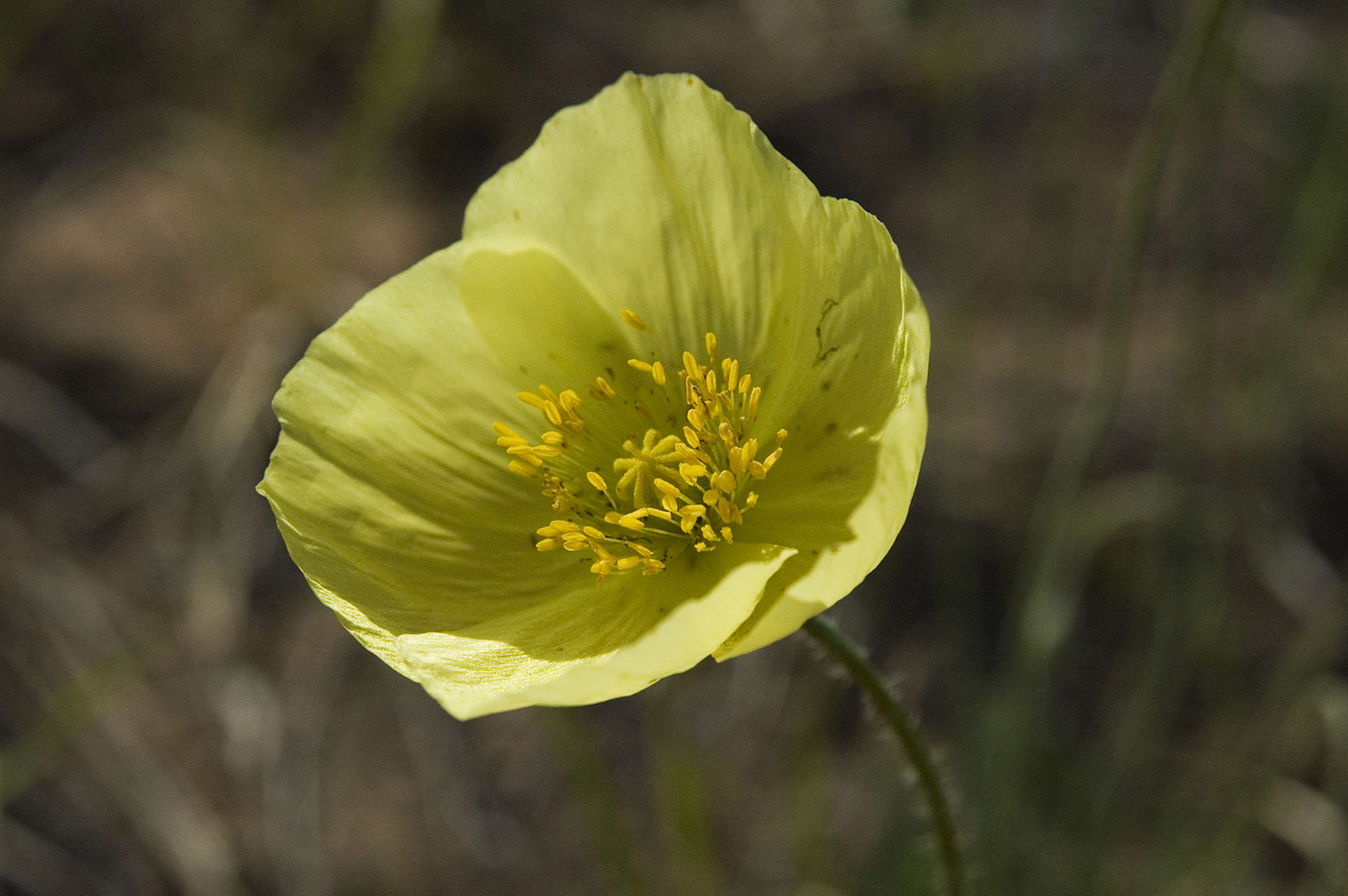 Изображение особи Papaver nudicaule.