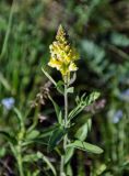 Linaria acutiloba