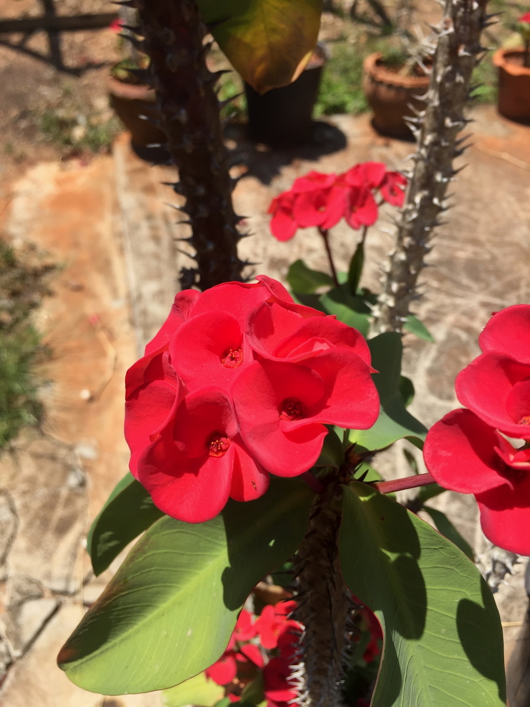 Image of Euphorbia milii specimen.