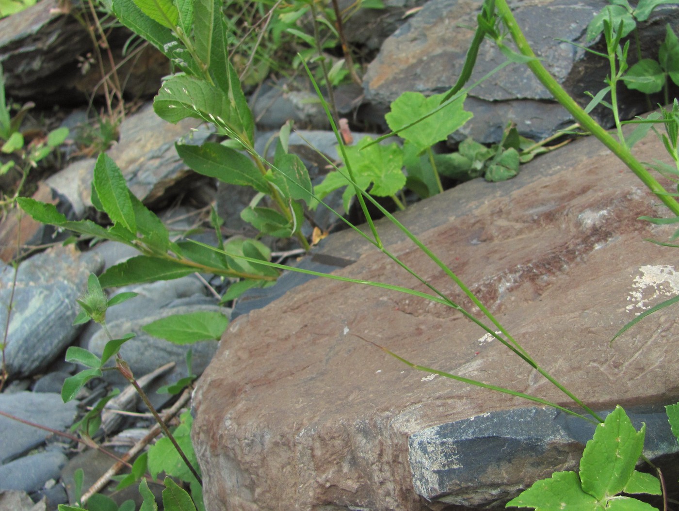 Image of Poa palustris specimen.