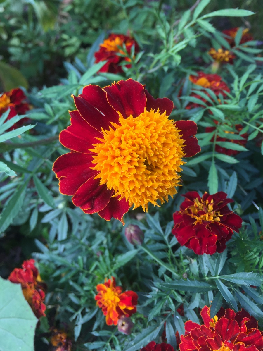 Image of Tagetes patula specimen.