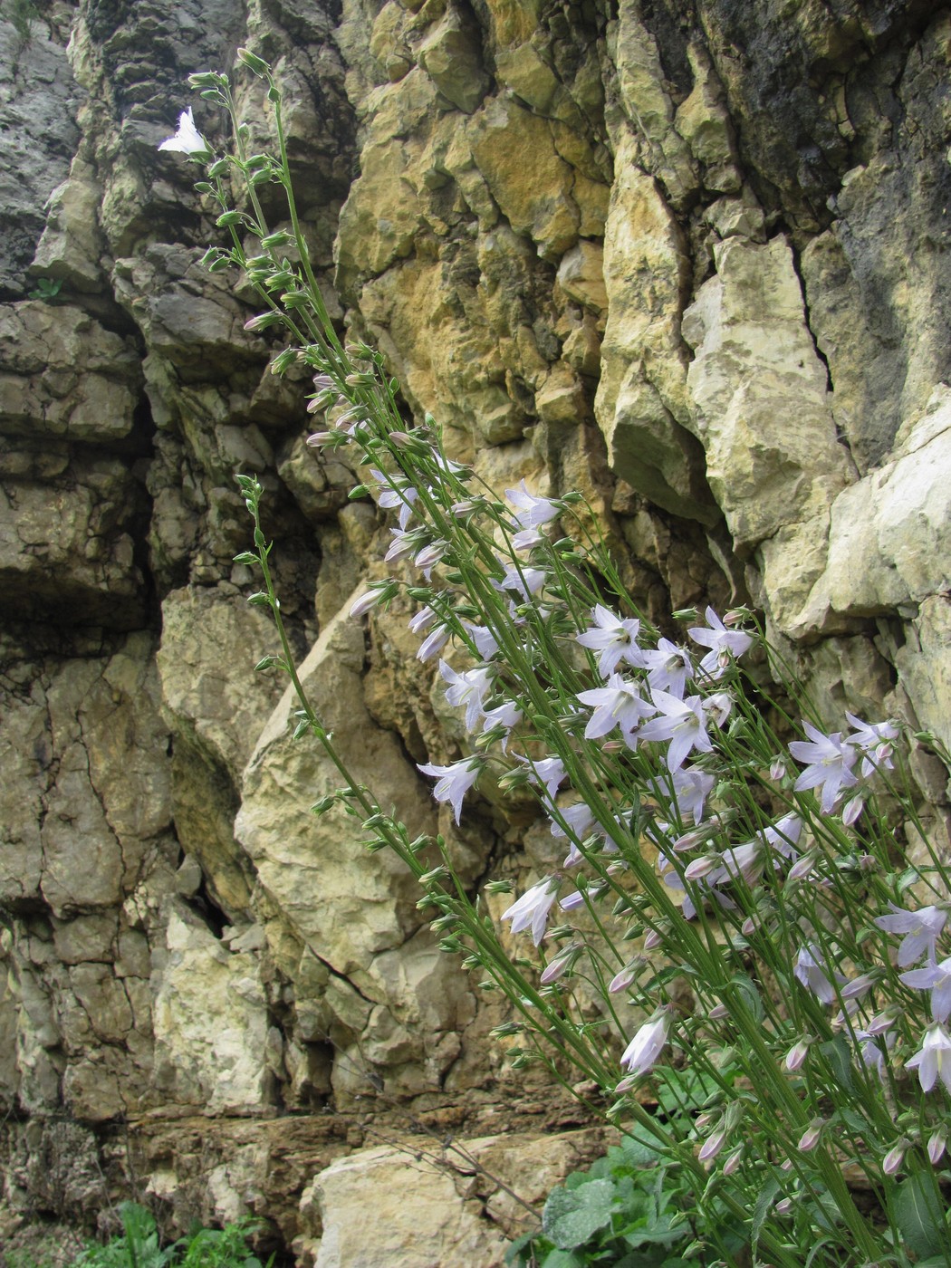 Image of Campanula sarmatica specimen.