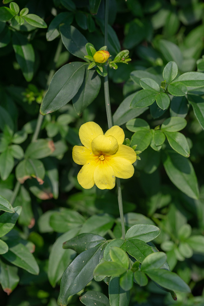 Image of Jasminum mesnyi specimen.