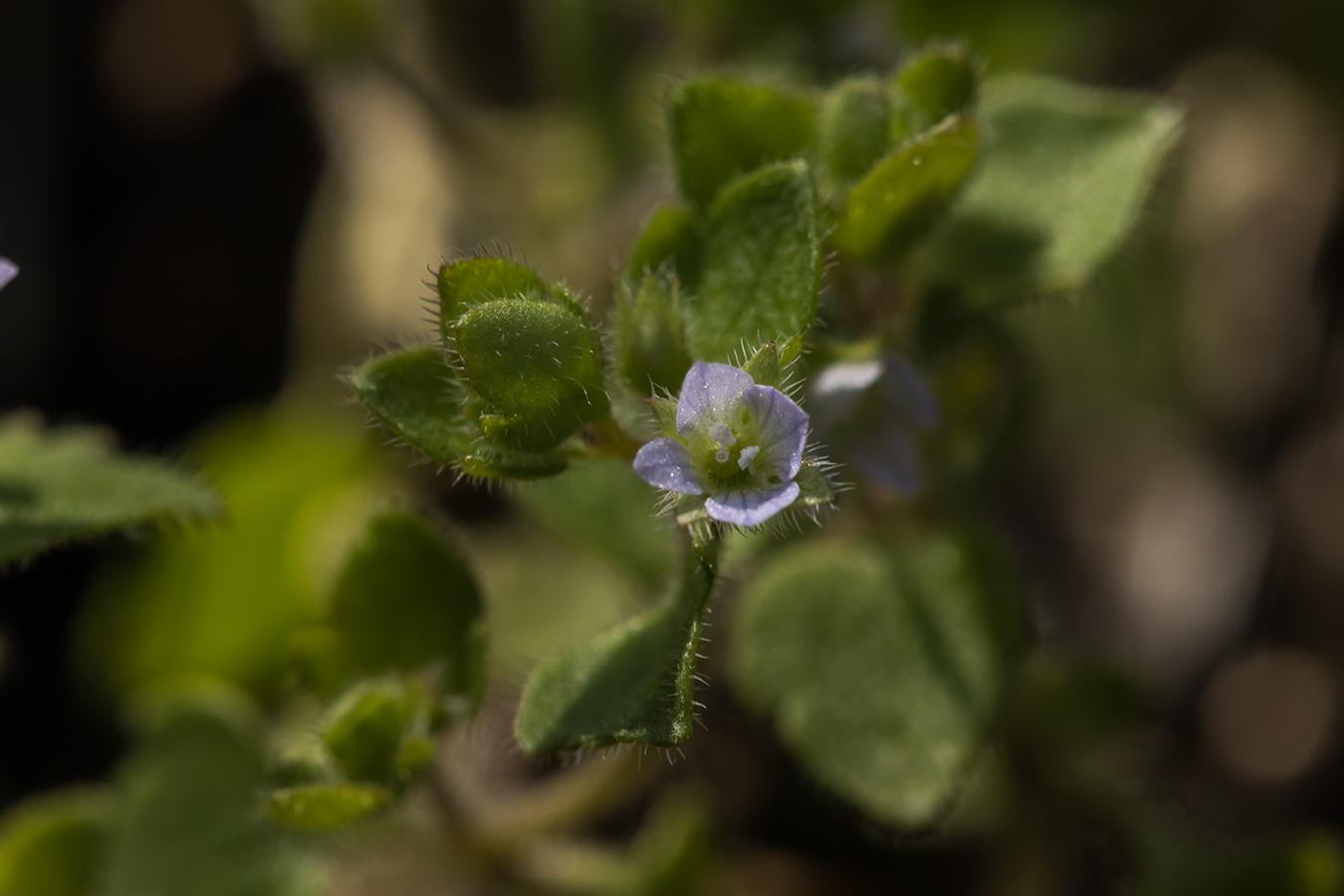 Image of Veronica sublobata specimen.