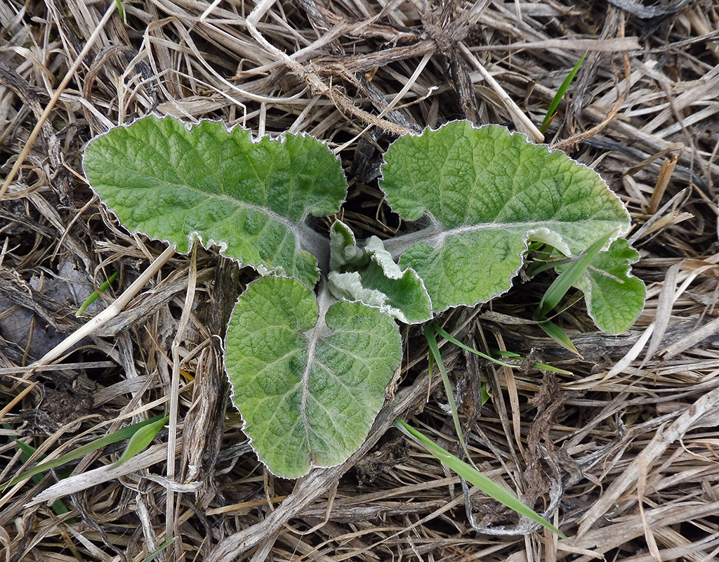 Изображение особи Arctium tomentosum.