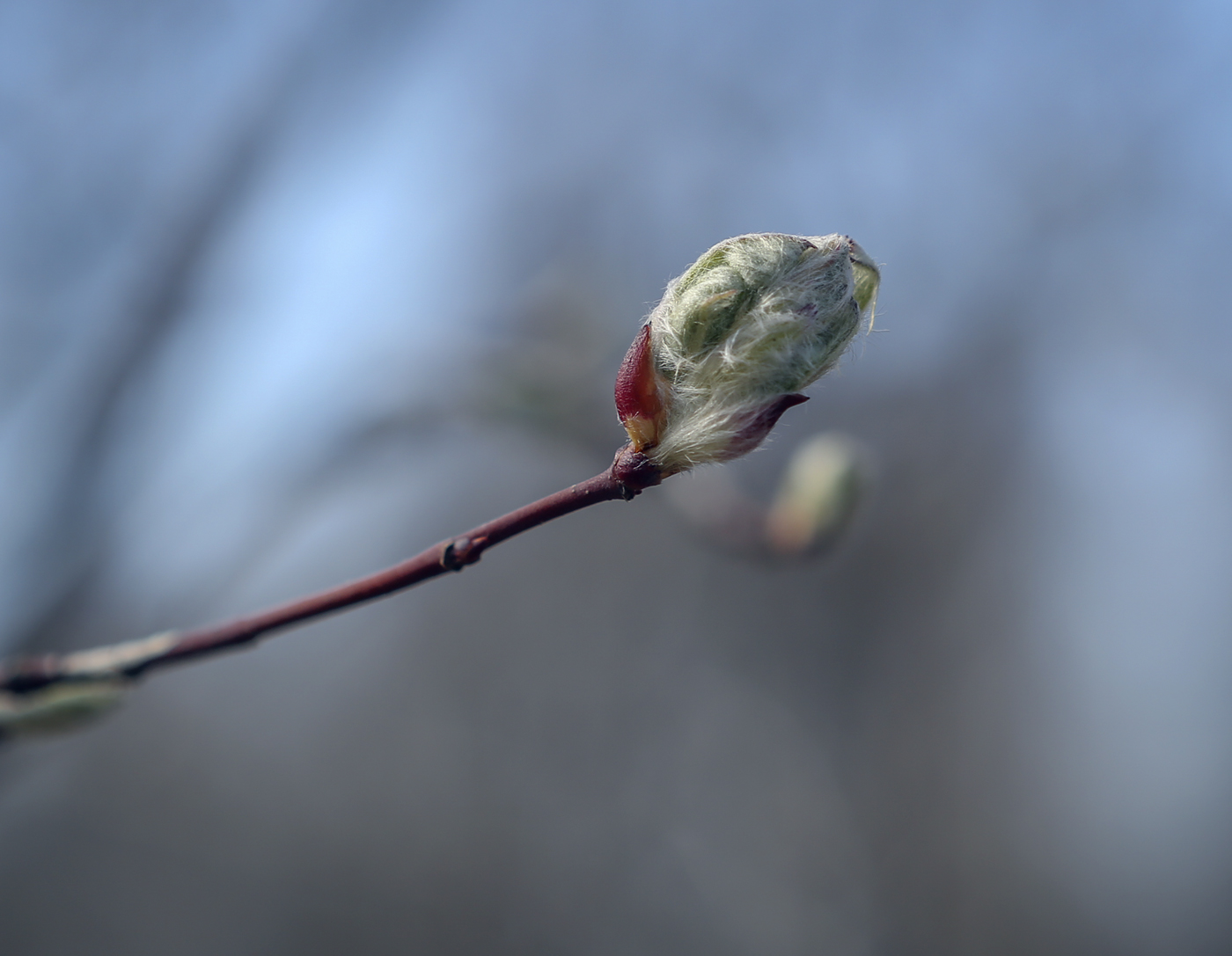 Изображение особи Amelanchier spicata.