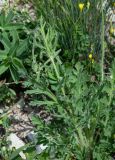род Papaver