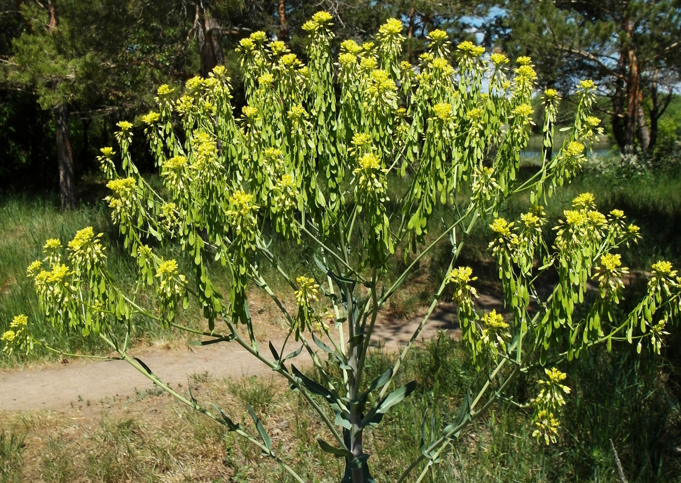 Image of Isatis costata specimen.