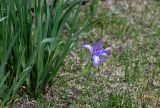 Iris biglumis. Цветущее растение. Хакасия, Аскизский р-н, долина р. Аскиз, использующийся под выпас степной склон. 12.06.2022.