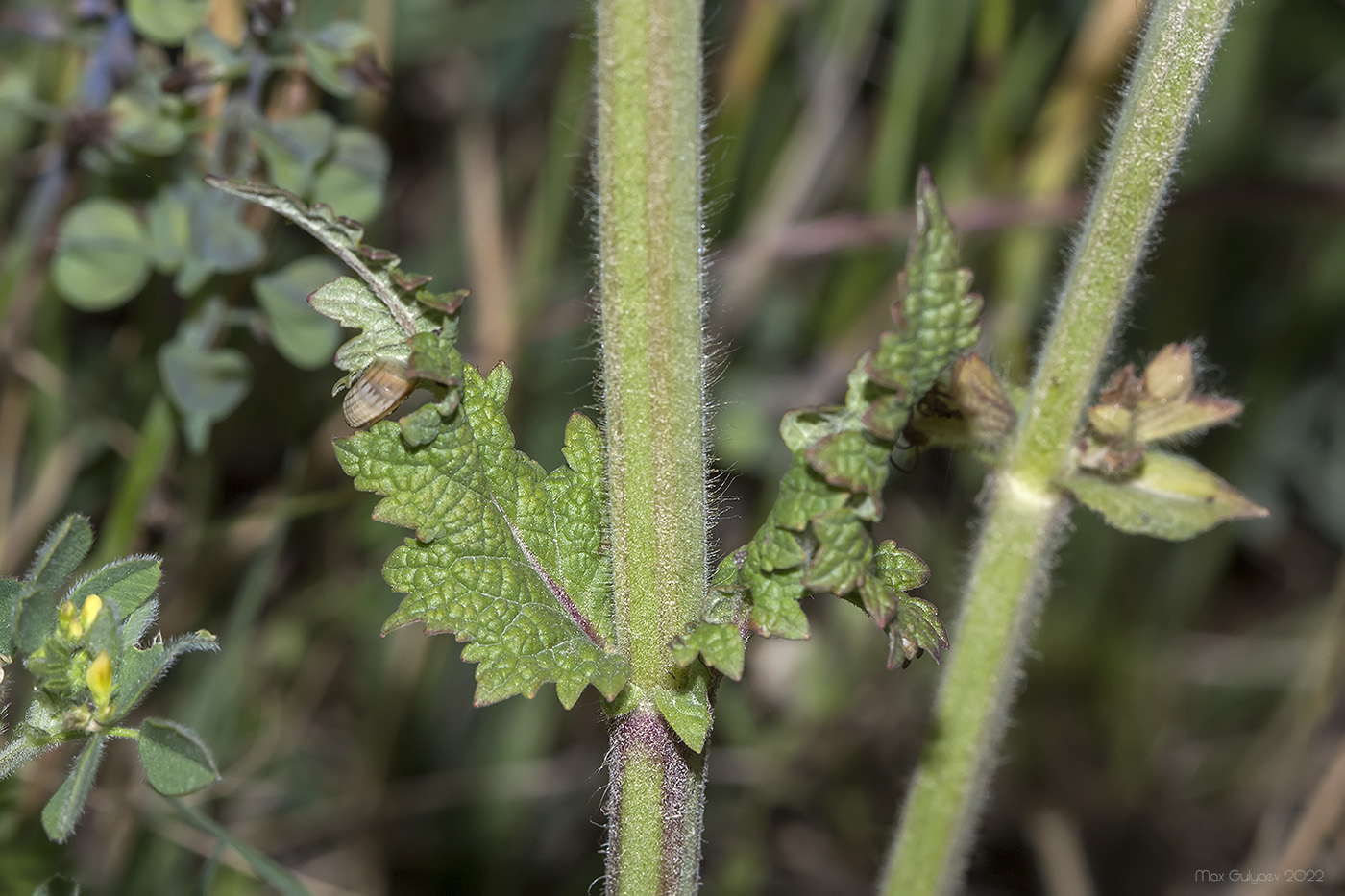 Изображение особи Salvia austriaca.