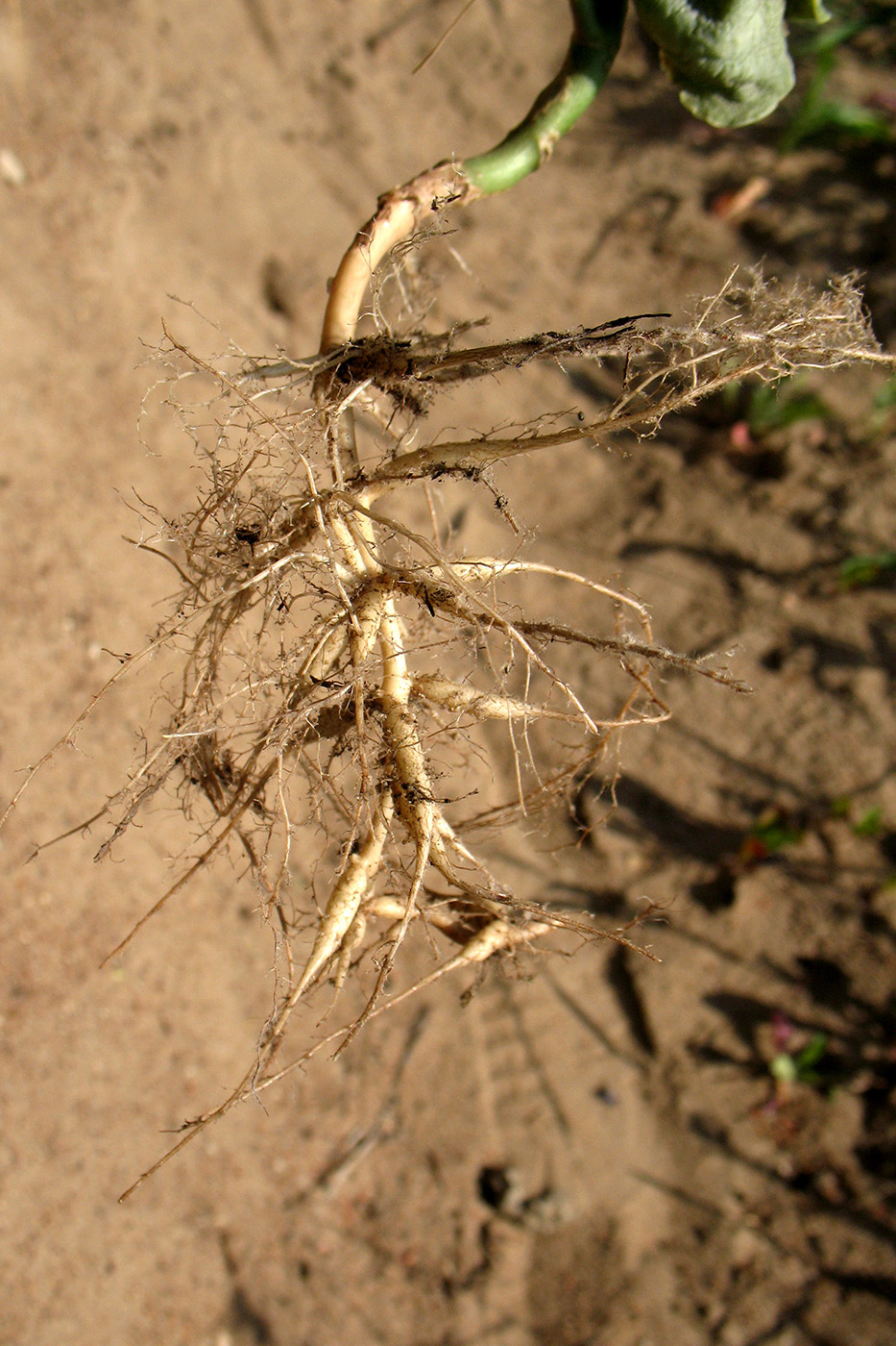 Image of Hylotelephium stepposum specimen.