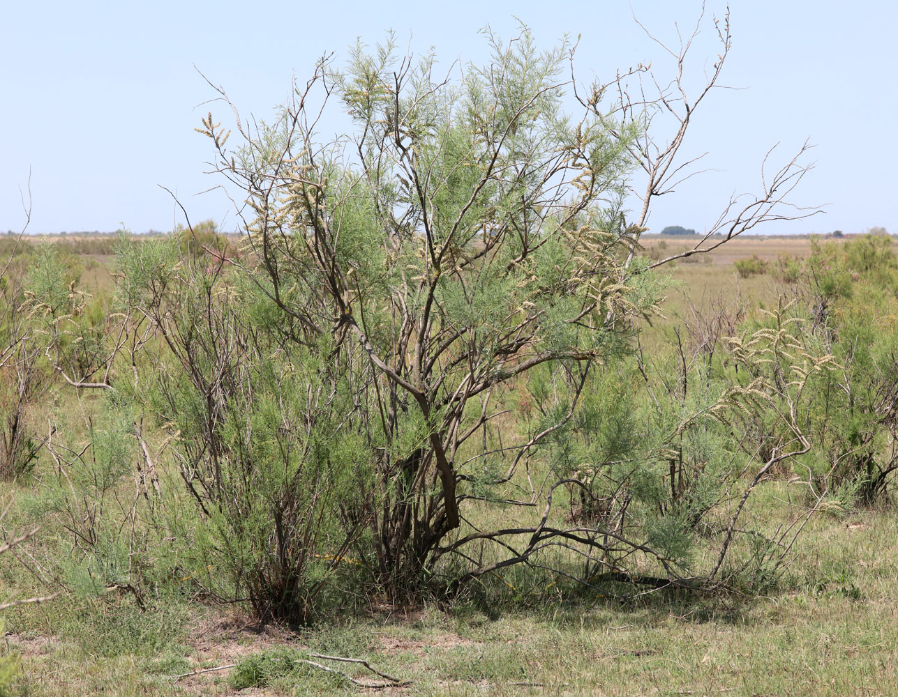 Image of genus Tamarix specimen.