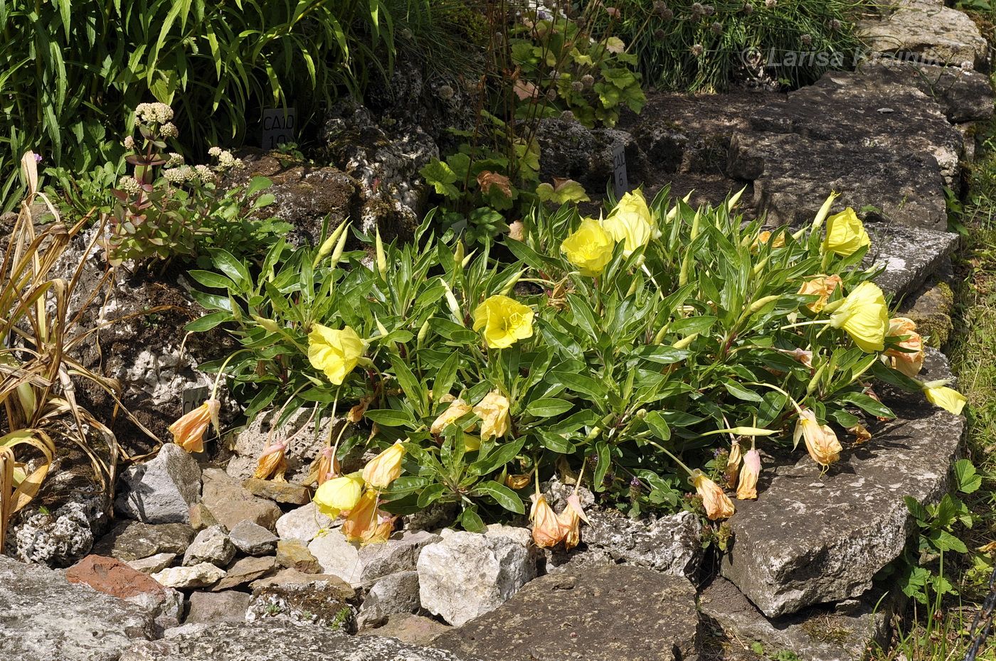 Изображение особи Oenothera macrocarpa.