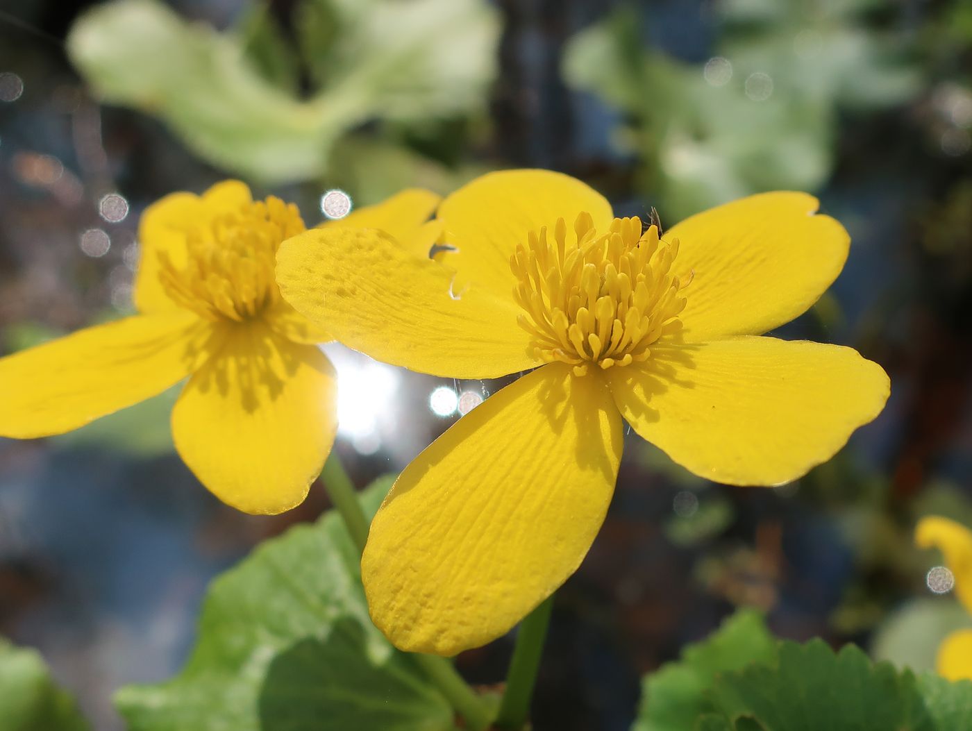 Изображение особи Caltha palustris.