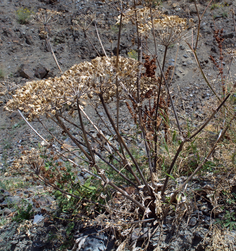 Image of genus Heracleum specimen.